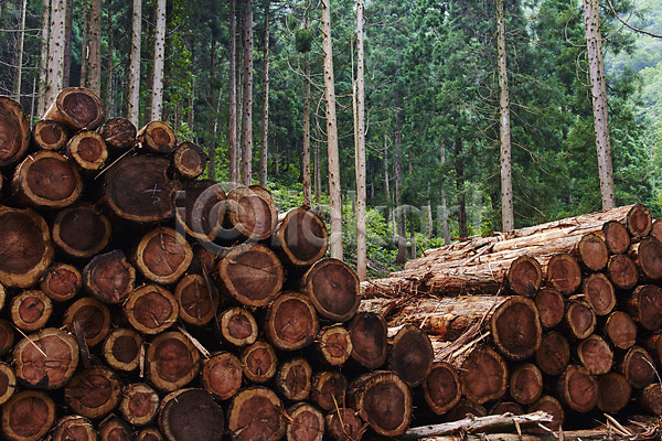 사람없음 JPG 포토 나무 목재 벌목 벌채 숲 식물 쌓기 야외 자연 적재 주간 통나무