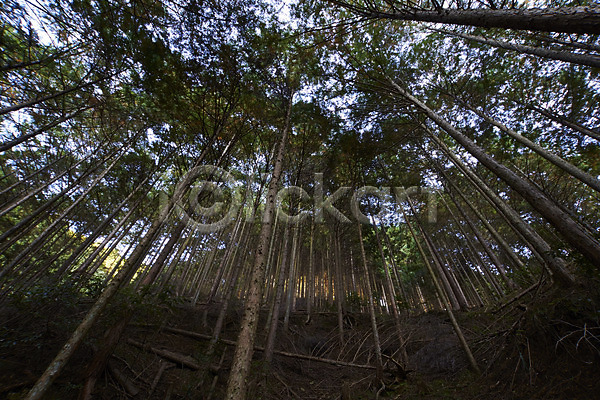사람없음 JPG 로우앵글 포토 나무 숲 식물 야외 자연 주간 풍경(경치)
