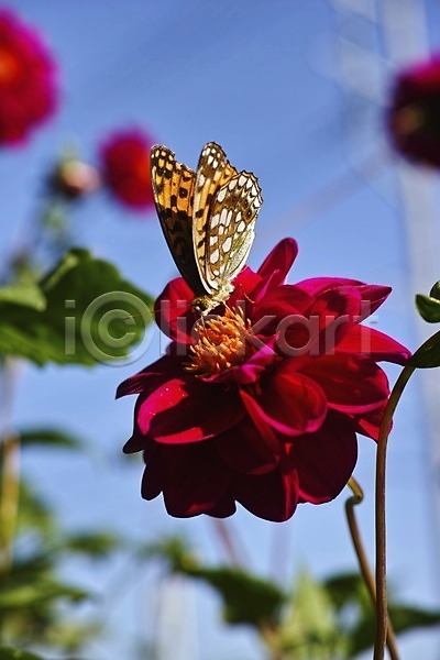 사람없음 JPG 근접촬영 아웃포커스 포토 곤충 꽃 나비 동물 벌레 빨간색 식물 야외 자연 주간 컬러 한마리
