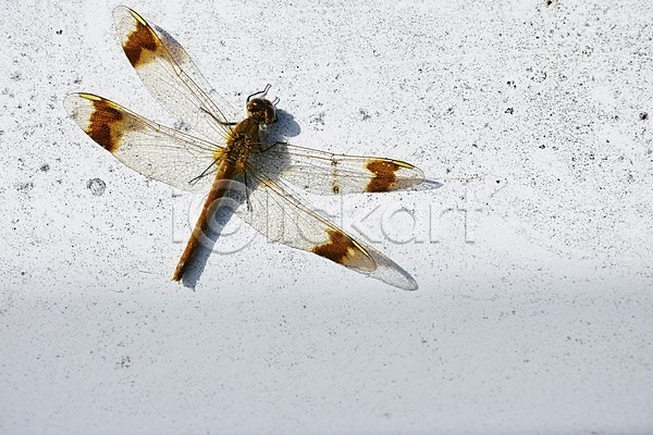 사람없음 JPG 근접촬영 포토 곤충 날개(비행) 동물 벌레 벽 야외 자연 잠자리 주간 한마리