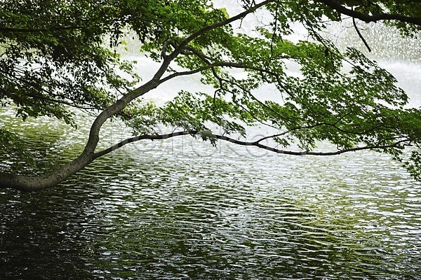 사람없음 JPG 포토 나무 나뭇가지 물 식물 야외 연못 자연 주간 풍경(경치) 호수