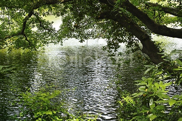 사람없음 JPG 포토 나무 나뭇가지 나뭇잎 물 식물 야외 연못 자연 주간 풍경(경치) 호수