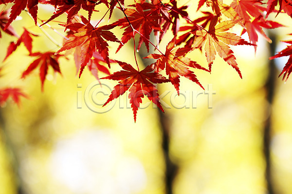 사람없음 JPG 아웃포커스 포토 가을(계절) 가을풍경 계절 나뭇잎 단풍 식물 야외 자연 주간 풍경(경치)