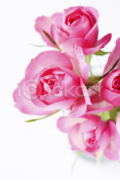 사람없음 JPG 근접촬영 아웃포커스 포토 꽃 분홍색 식물 여러송이 자연 장미 컬러