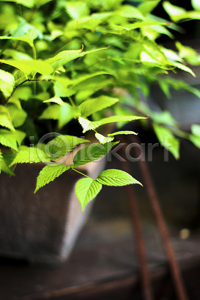 사람없음 JPG 근접촬영 아웃포커스 포토 식물 원예 잎 자연 초록색 컬러 화분