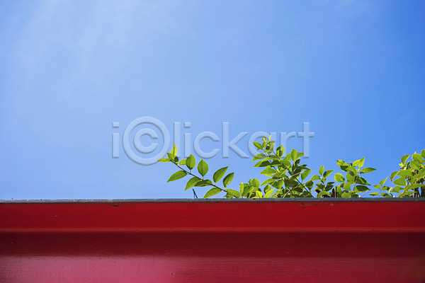 사람없음 JPG 포토 구름(자연) 나뭇잎 맑음 식물 야외 잎 주간 하늘