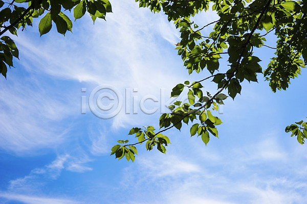 사람없음 JPG 포토 구름(자연) 나무 나뭇가지 나뭇잎 맑음 식물 야외 자연 주간 풍경(경치) 하늘