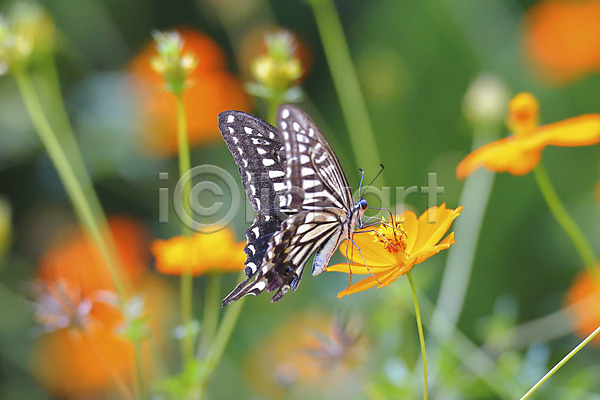 사람없음 JPG 근접촬영 아웃포커스 포토 곤충 꽃 나비 동물 식물 야외 자연 주간 한마리
