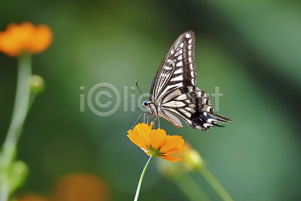 사람없음 JPG 근접촬영 아웃포커스 포토 곤충 꽃 나비 동물 식물 야외 자연 주간 한마리