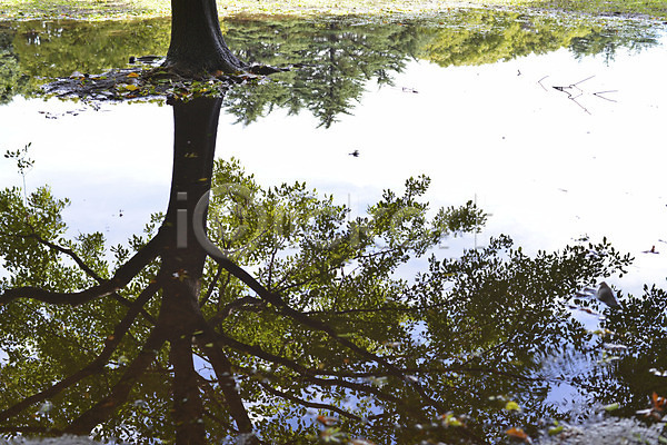사람없음 JPG 포토 그림자 나무 물 물그림자 반사 식물 야외 자연 주간 풍경(경치) 호수