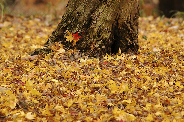 사람없음 JPG 아웃포커스 포토 가을(계절) 가을풍경 계절 나무 나뭇잎 낙엽 단풍 식물 야외 자연 주간 풍경(경치)
