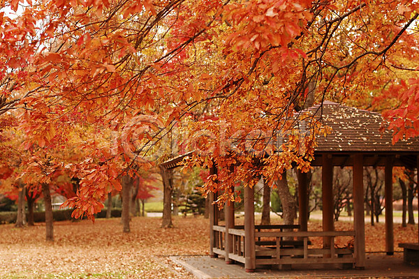 사람없음 JPG 포토 가을(계절) 가을풍경 계절 공원 나무 낙엽 단풍 숲 식물 야외 자연 정자(건축물) 주간 풍경(경치)