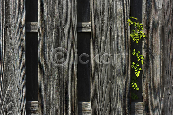 사람없음 JPG 포토 나무 나뭇잎 담장 목재 백그라운드 벽 식물 울타리 틈