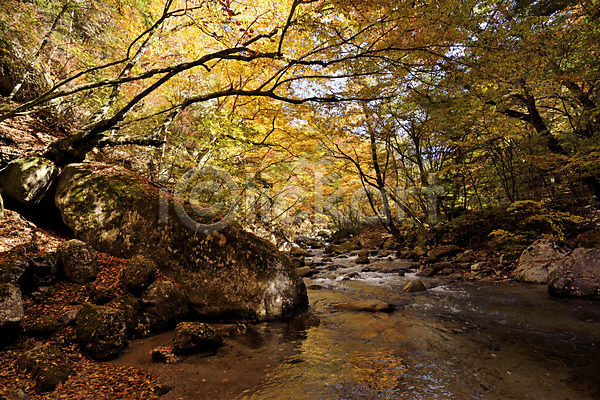 사람없음 JPG 포토 가을(계절) 가을풍경 계곡 계절 나무 단풍 돌(바위) 물 바위(돌) 숲 식물 야외 자연 주간 풍경(경치)