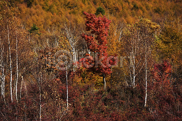 사람없음 JPG 포토 가을(계절) 가을풍경 계절 나무 단풍 숲 식물 야외 자연 주간 풍경(경치)