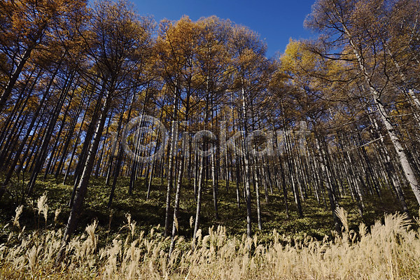 사람없음 JPG 포토 가을(계절) 가을풍경 갈대(식물) 계절 나무 단풍 숲 식물 야외 억새 자연 주간 풍경(경치)