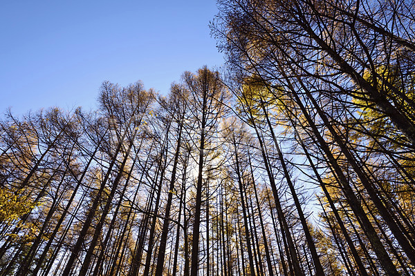 사람없음 JPG 로우앵글 포토 가을(계절) 가을풍경 계절 나무 단풍 숲 식물 야외 자연 주간 풍경(경치) 하늘