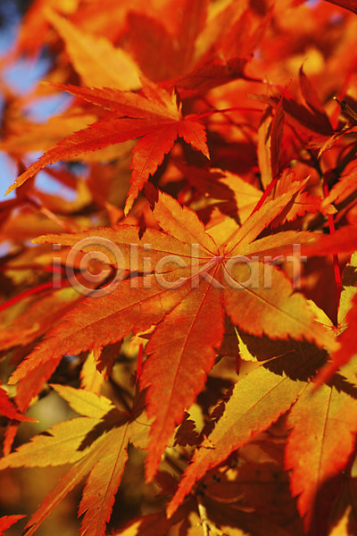 사람없음 JPG 근접촬영 아웃포커스 포토 가을(계절) 가을풍경 계절 나뭇잎 단풍 백그라운드 식물 야외 자연 주간 풍경(경치)