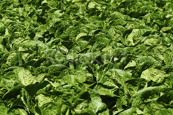 사람없음 JPG 포토 농작물 밭 배추 배추밭 백그라운드 식재료 야외 음식 주간 채소 초록색 컬러