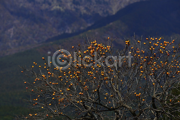 사람없음 JPG 아웃포커스 포토 가을(계절) 가을풍경 감 감나무 계절 과일 과일나무 나무 나뭇가지 식물 야외 음식 자연 주간 풍경(경치)