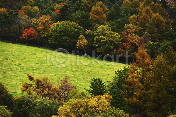 사람없음 JPG 포토 가을(계절) 가을풍경 계절 나무 산 숲 식물 야외 자연 주간 풍경(경치)
