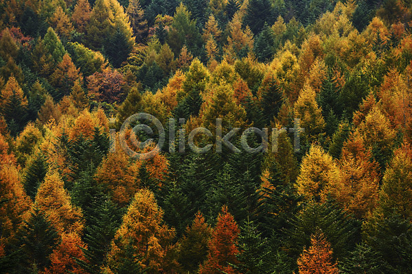 사람없음 JPG 포토 가을(계절) 가을풍경 계절 나무 단풍 백그라운드 숲 식물 야외 자연 주간 풍경(경치)