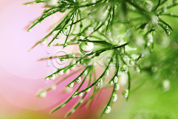 사람없음 JPG 근접촬영 아웃포커스 포토 물 물방울 식물 야외 이슬 잎 자연 젖음 주간 초록색 컬러