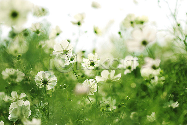 사람없음 JPG 아웃포커스 포토 가을(계절) 계절 꽃 꽃밭 식물 야외 여러송이 자연 주간 컬러 코스모스(꽃) 흰색