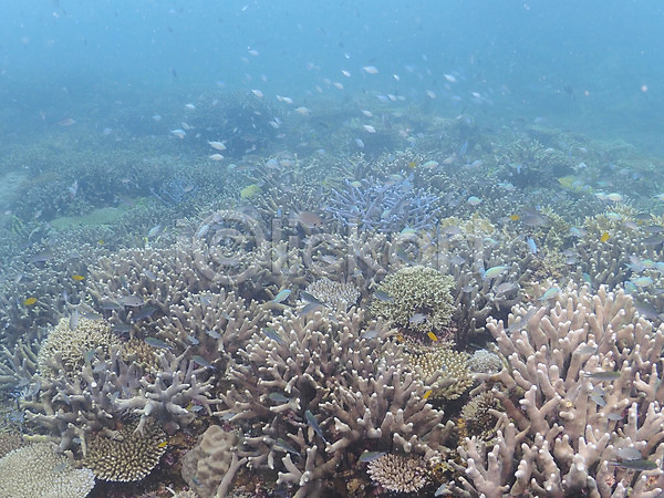 사람없음 JPG 포토 다수 동물 바다 산호 산호초 수중 수중동물 수중사진 어류 여러마리 자연