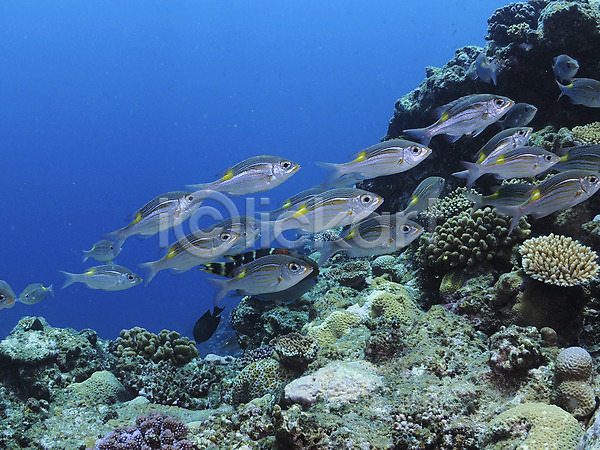 사람없음 JPG 포토 다수 동물 바다 산호 수중 수중동물 수중사진 어류 여러마리 자연