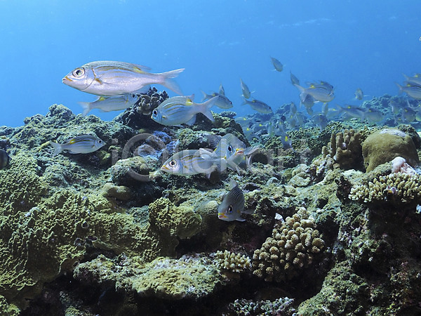 사람없음 JPG 포토 동물 바다 산호 수중 수중동물 수중사진 어류 여러마리 자연