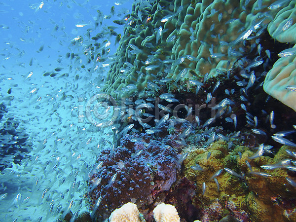 사람없음 JPG 포토 다수 동물 바다 산호 수중 수중동물 수중사진 어류 여러마리 자연