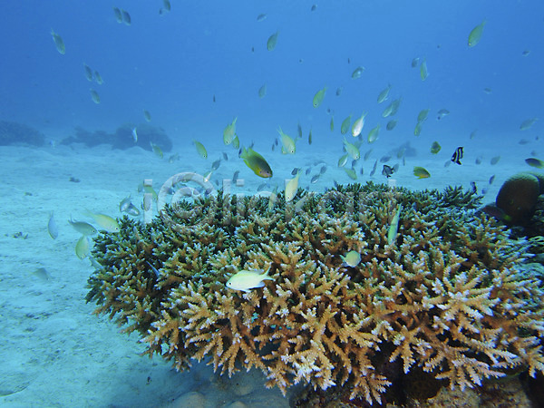 사람없음 JPG 포토 동물 바다 산호 수중 수중동물 수중사진 어류 여러마리 열대어 자연