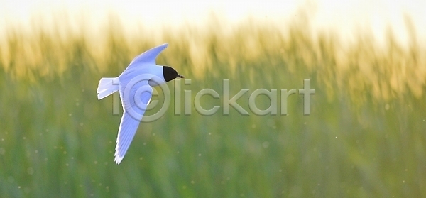 평화 사람없음 JPG 옆모습 포토 해외이미지 갈매기 검은색 깃털 꼬리 낚시 날개 동물 무료 물 물새 바다 백그라운드 비행 빛 야생동물 얼굴 자연 조류 초록색 포즈 하늘 해외202004 해외포토 흰색