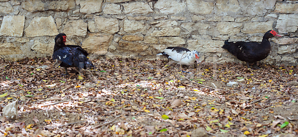 사람없음 JPG 포토 해외이미지 동물 부리 오리 자연 조류 해외202004 해외포토