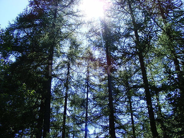 순수 사람없음 JPG 포토 해외이미지 나무 나뭇가지 목재 빨간색 산 알프스 여행 열매 이탈리아 전나무 정상 초록색 파란색 풍경(경치) 하늘 해외202004