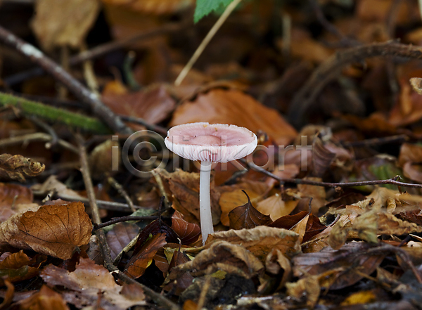 사람없음 JPG 포토 해외이미지 10월 가을(계절) 계절 곰팡이 버섯 분홍색 삼림지대 잉글랜드 잎 캡모자 해외202004 흰색