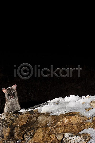 비밀 호기심 사람없음 JPG 포토 해외이미지 거인 겨울 고양이 내추럴 동물 동물상 사냥 사냥꾼 생태학 서기 스페인 쓰레기 야간 야생동물 어둠 유럽 육식동물 응시 자연 전신 점 포유류 피부 해외202004