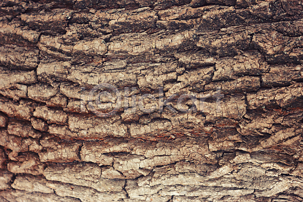 건조 사람없음 JPG 포토 해외이미지 갈색 거친 균열 나무 나무껍질 날씨 내추럴 널 노화 디자인 목재 묘사 백그라운드 벽 사인 선 소나무 수목 숲 옛날 자연 잡동사니 질감 초록색 추상 패턴 표면 피부 해외202004