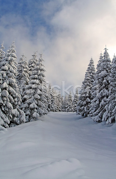 추위 사람없음 JPG 포토 해외이미지 가루 겨울 경사 나무 눈내림 루마니아 맑음 산 소나무 스키 스포츠 얼음 유럽 자연 전나무 크리스마스 크리스탈 파란색 풍경(경치) 하늘 해외202004 햇빛 휴가 휴양지 흰색