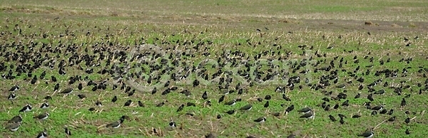 사람없음 JPG 포토 해외이미지 가축 검은색 농업 먹이 밭 씨앗 앉기 조류 초록색 침범 해외202004 해외포토 해충