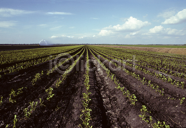 성장 사람없음 JPG 포토 해외이미지 농업 농작물 농장 밭 밭일 식물 심기 채소 플로리다 해외202004