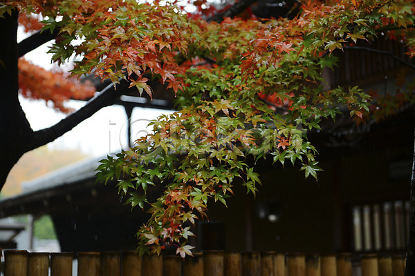 사람없음 JPG 포토 가을(계절) 가을풍경 계절 나무 나뭇가지 나뭇잎 단풍 단풍나무 담장 식물 야외 자연 젖음 풍경(경치)