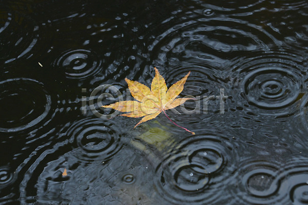사람없음 JPG 포토 가을(계절) 가을풍경 계절 나뭇잎 날씨 단풍 물 비(날씨) 빗방울 식물 야외 잎 자연 주간 풍경(경치)