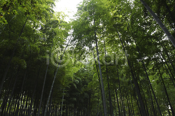 사람없음 JPG 포토 나무 대나무 대나무숲 숲 식물 야외 자연 주간 초록색 컬러 풍경(경치)