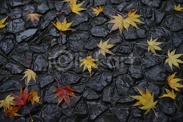 사람없음 JPG 포토 가을(계절) 가을풍경 나뭇잎 낙엽 단풍 돌(바위) 바닥 식물 야외 자연 젖음 주간 촉촉함 풍경(경치)
