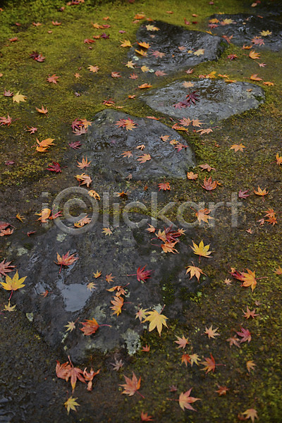 사람없음 JPG 포토 가을(계절) 가을풍경 나뭇잎 낙엽 단풍 식물 야외 이끼 자연 주간 풍경(경치)