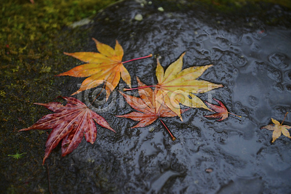 사람없음 JPG 근접촬영 포토 가을(계절) 가을풍경 나뭇잎 단풍 돌(바위) 물 식물 야외 자연 주간 풍경(경치)