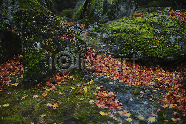 사람없음 JPG 포토 가을(계절) 가을풍경 계절 나뭇잎 낙엽 단풍 식물 야외 이끼 자연 주간 풍경(경치)