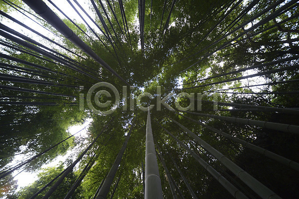 사람없음 JPG 로우앵글 포토 나무 대나무 대나무숲 숲 식물 야외 자연 주간 초록색 컬러 풍경(경치)
